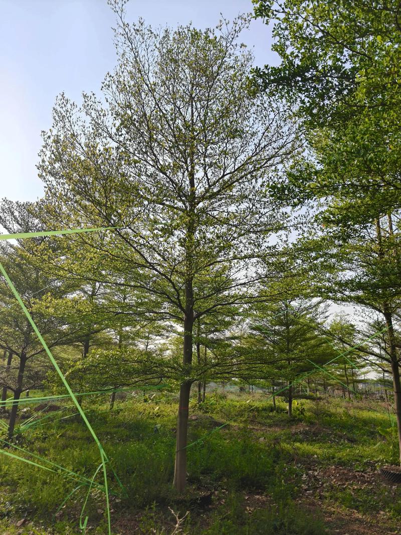 小叶榄仁种植技术完整指南:从选时到成活的七个关键步骤 一、适宜时间