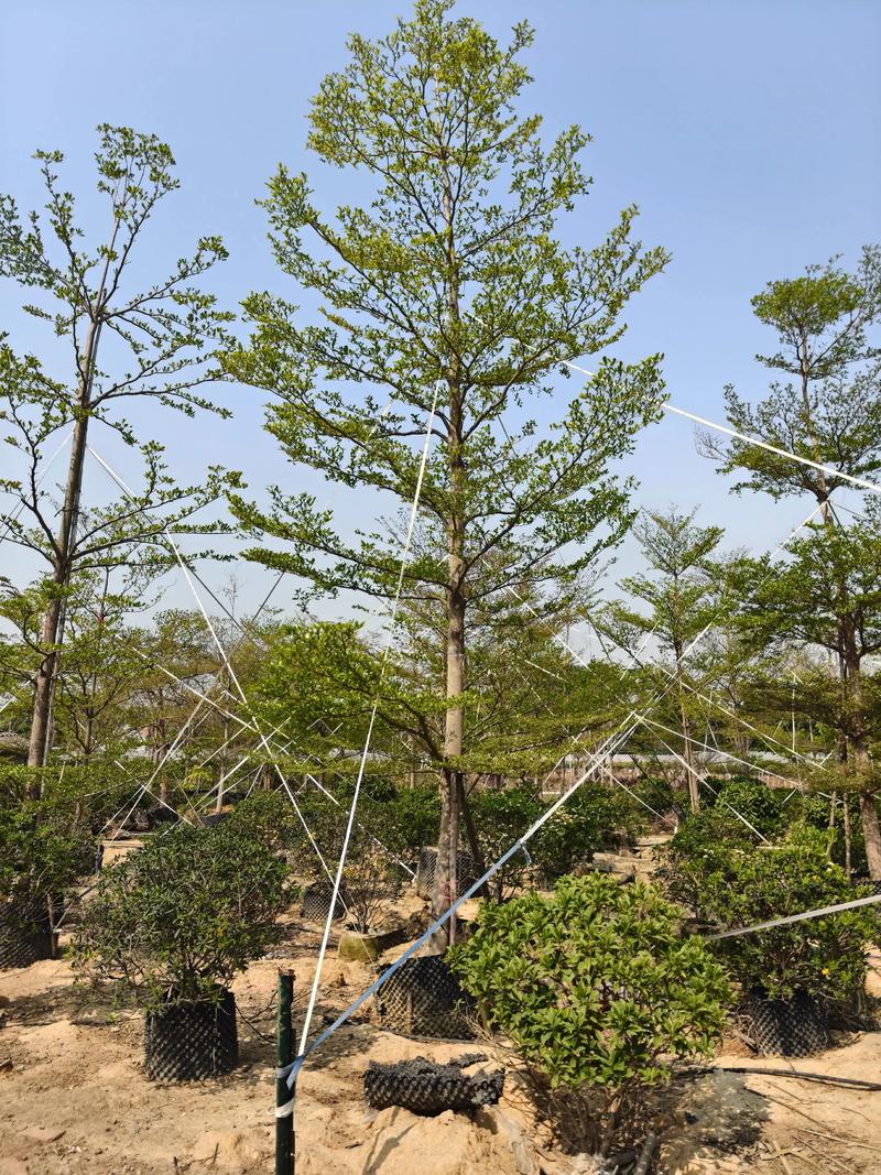 小叶榄仁种植技术完整指南:从选时到成活的七个关键步骤 二、土壤环境