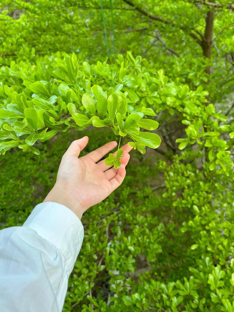 小叶榄仁种植技术完整指南:从选时到成活的七个关键步骤 四、栽植深度