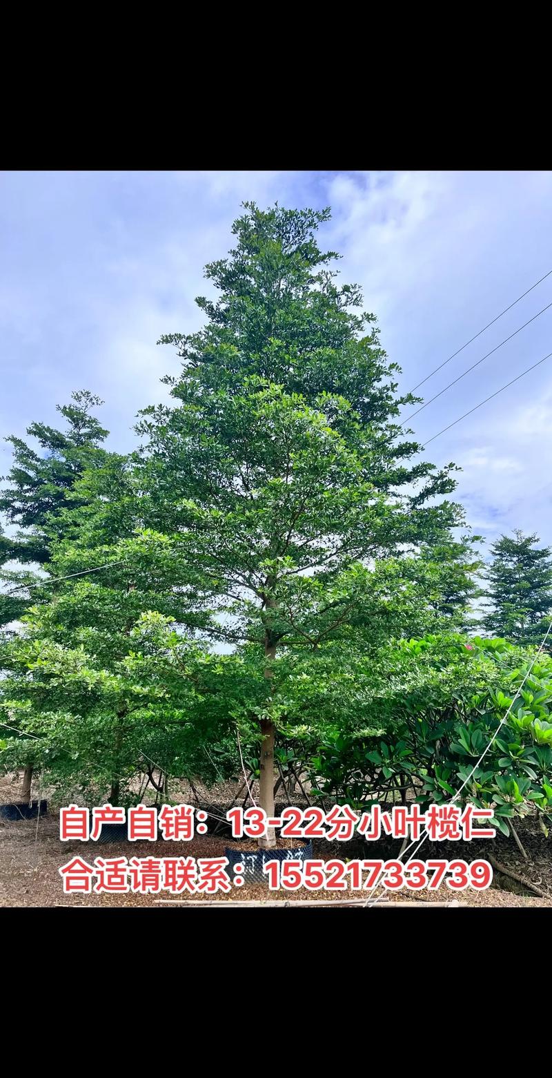 小叶榄仁种植技术完整指南:从选时到成活的七个关键步骤 三、栽前处理