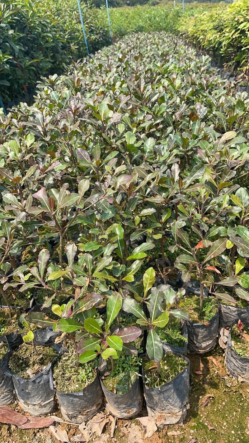 小叶榄仁种植技术完整指南:从选时到成活的七个关键步骤 五、浇定根水