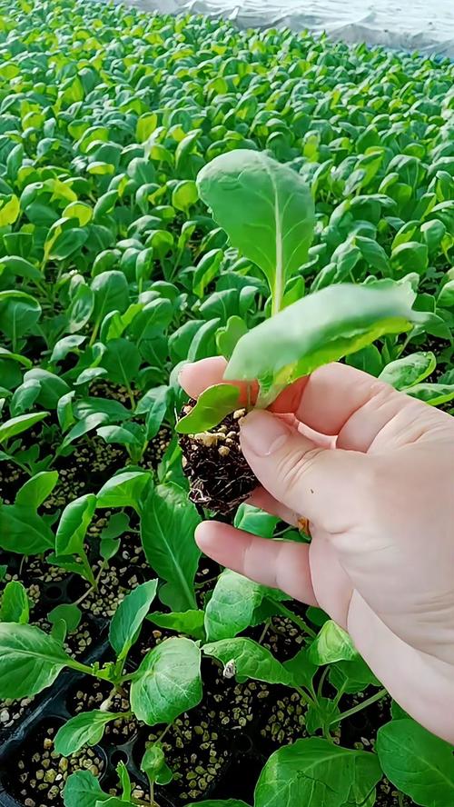 小叶榄仁种植技术完整指南:从选时到成活的七个关键步骤 六、缓苗管理