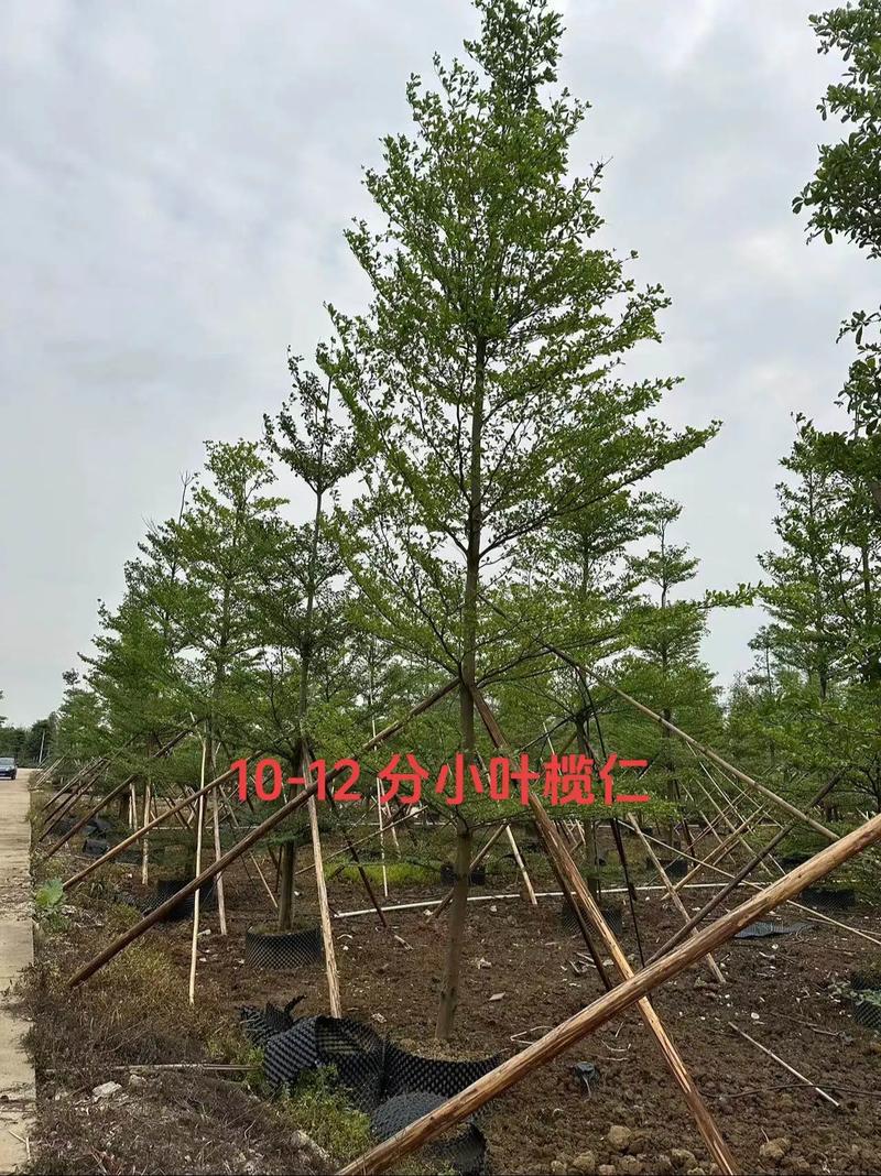 小叶榄仁种植技术完整指南:从选时到成活的七个关键步骤 七、成活注意事项