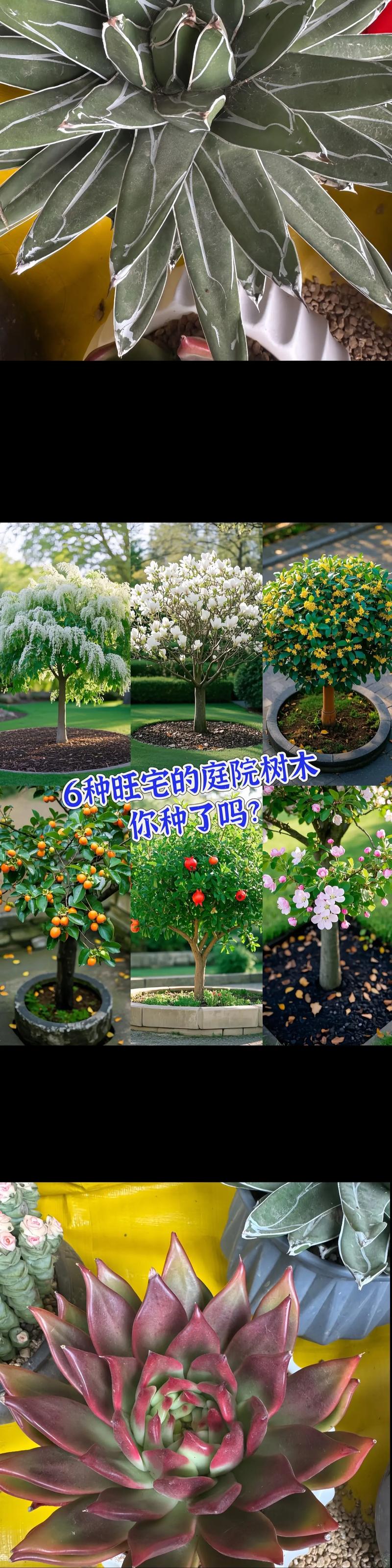 家庭庭院种树指南:选对树种,遮阴纳凉又旺家 二看功能:果树好吃,观花树好看