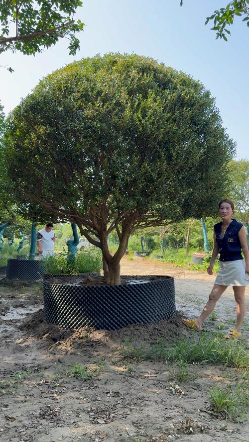 庭院种什么树好?10种经典树种推荐 二、观叶类树种
