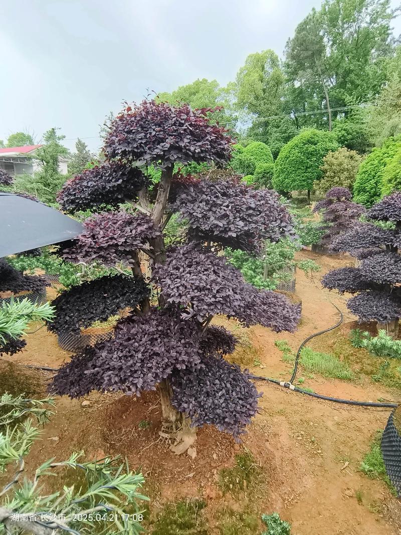 庭院种什么树好?10种经典树种推荐 庭院种树注意事项
