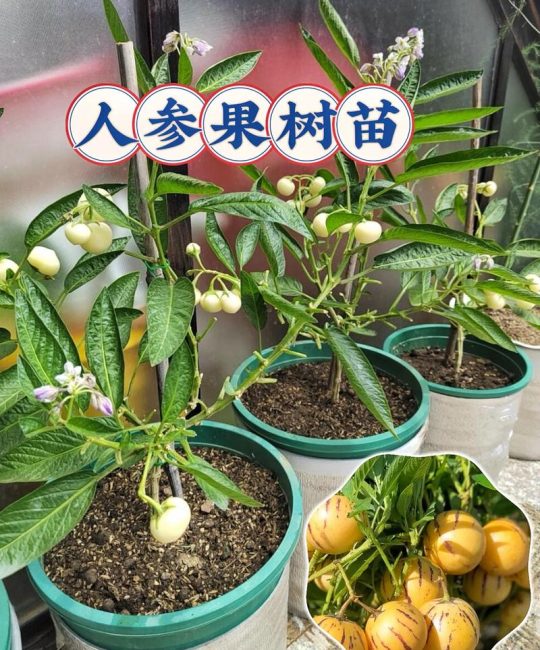 人参果树苗多少钱一颗？2026年价格参考与采购指南