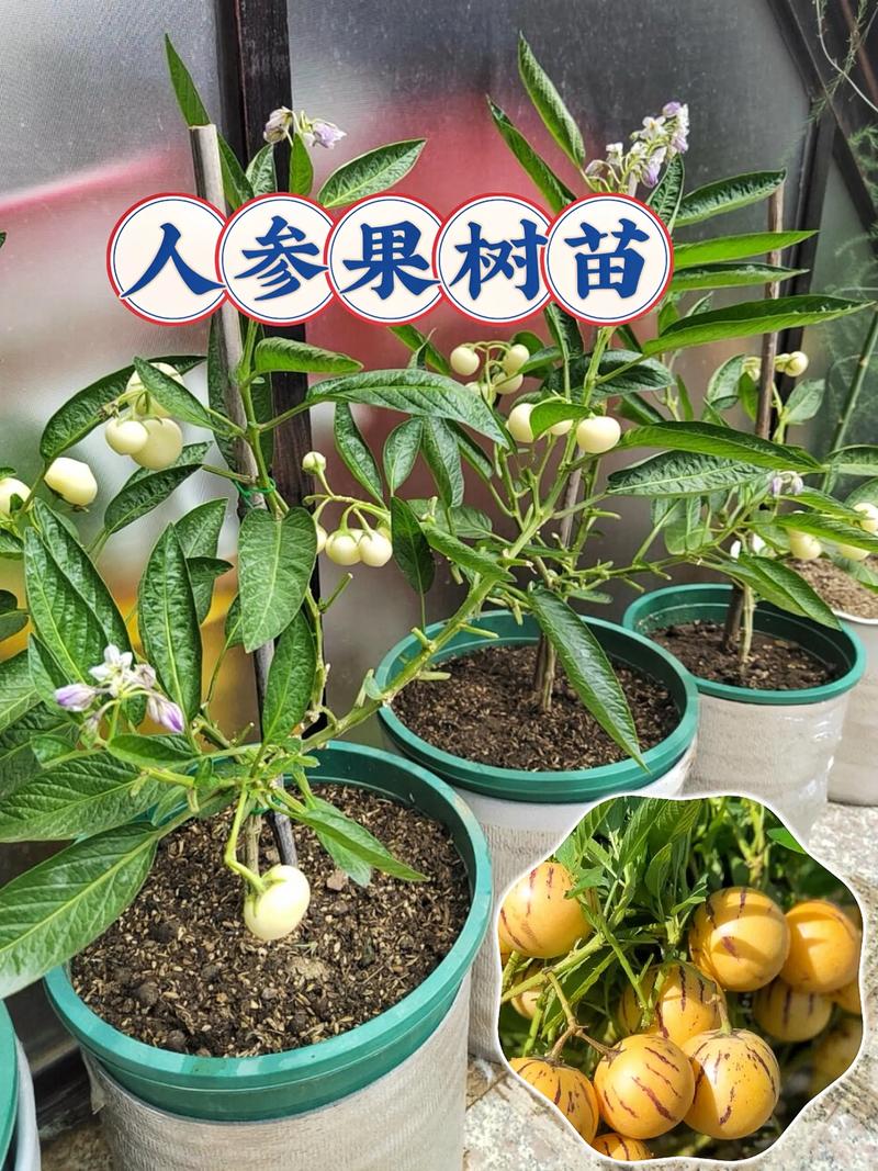 人参果树苗多少钱一颗?2026年价格参考与采购指南 规格决定价格基准