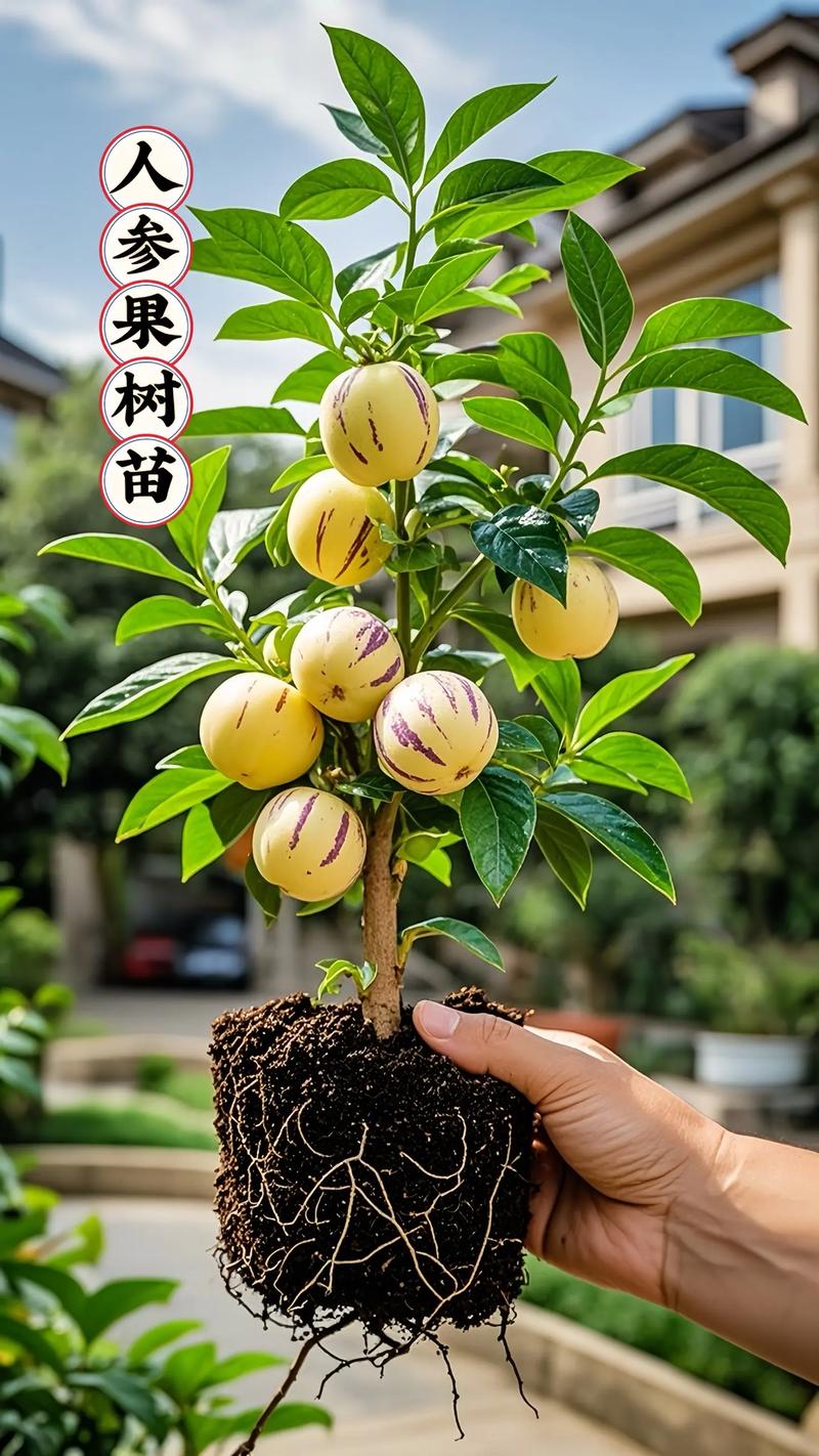 人参果树苗多少钱一颗?2026年价格参考与采购指南 价格参考总表