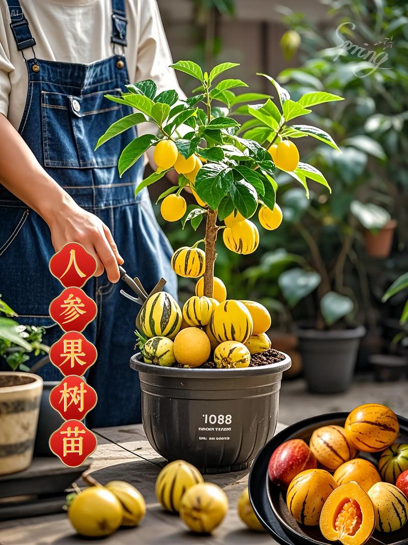 人参果树苗多少钱一颗?2026年价格参考与采购指南 常见问题 (FAQ)