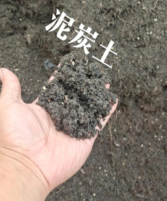养花用的泥炭土是什么土？一文读懂泥炭土的来源、特性与使用要点