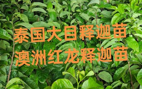 红龙月季怎么挑？老园丁教你看懂苗情不踩坑
