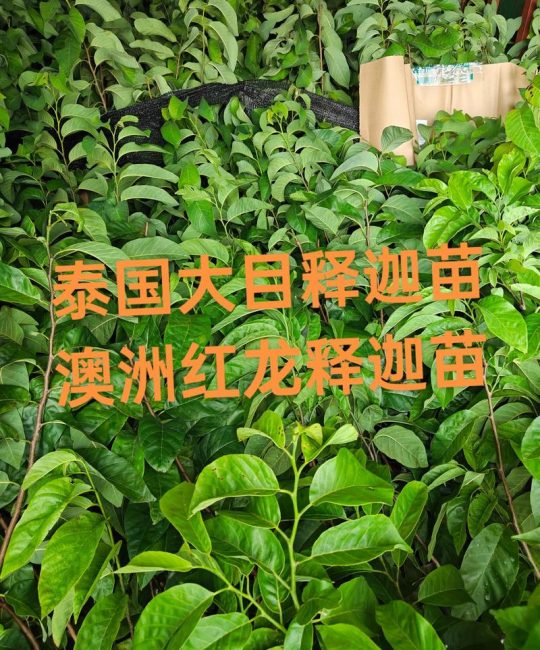 红龙月季怎么挑？老园丁教你看懂苗情不踩坑