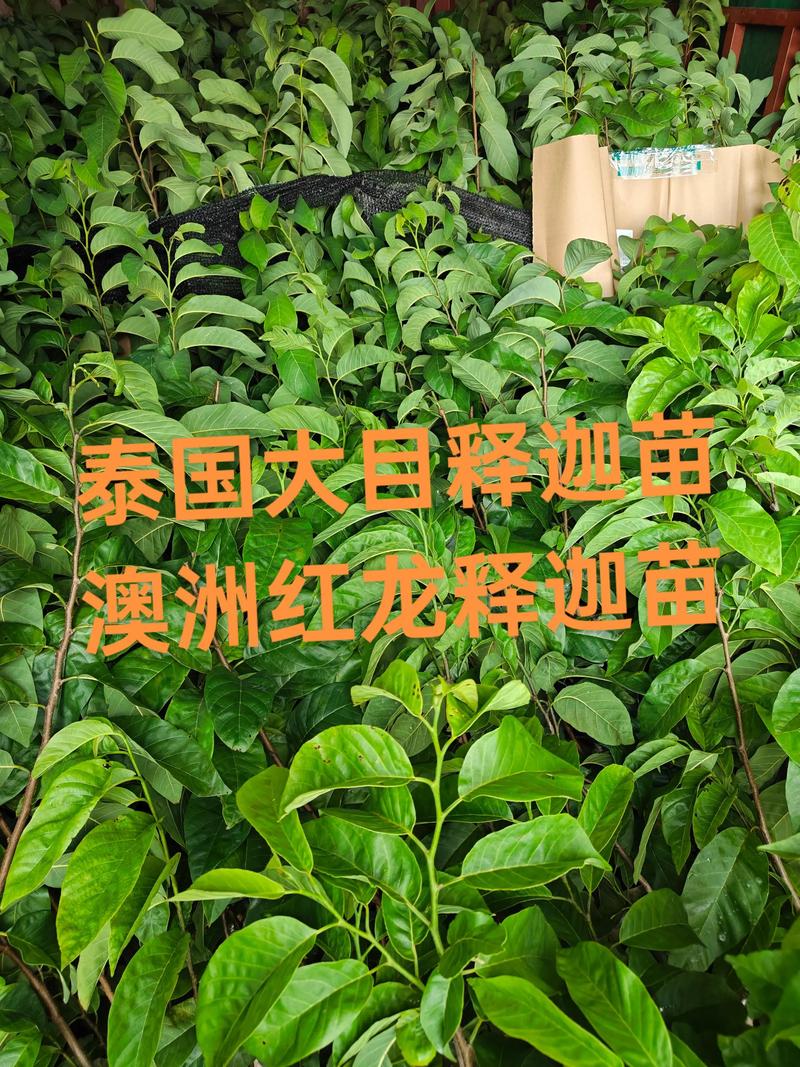 红龙月季怎么挑?老园丁教你看懂苗情不踩坑 红龙月季怎么挑?老园丁教你看懂苗情不踩坑