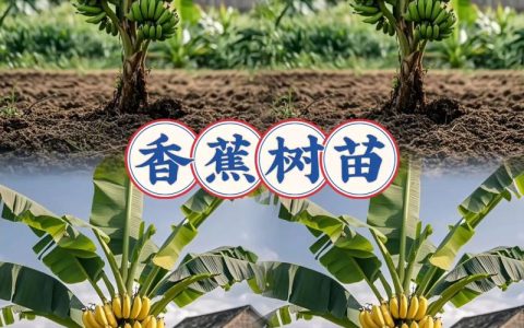 香蕉苗在哪里买？采购渠道专家教你科学避坑与质量核查指南