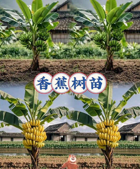 香蕉苗在哪里买？采购渠道专家教你科学避坑与质量核查指南