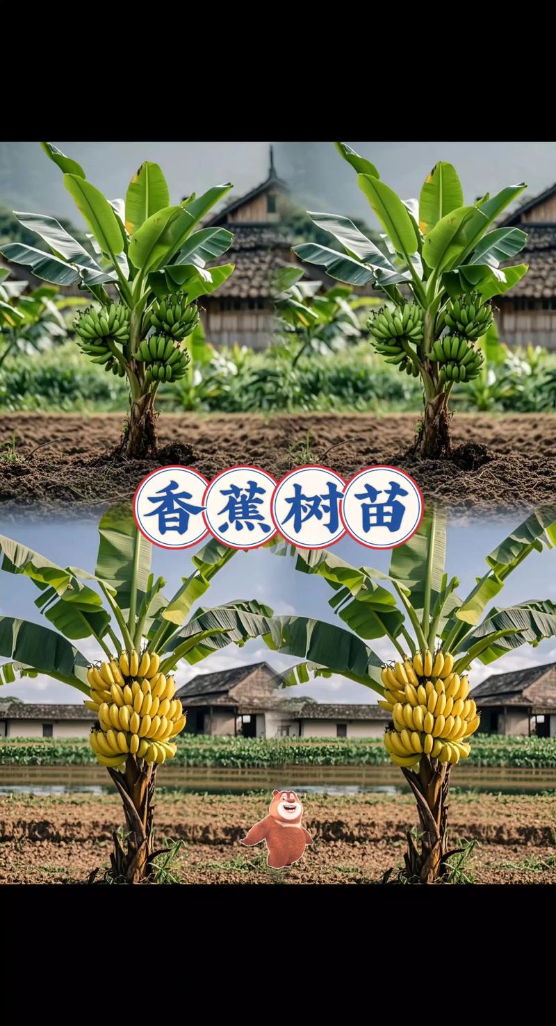 香蕉苗在哪里买?采购渠道专家教你科学避坑与质量核查指南 第一步:明确需求,初步筛选候选渠道