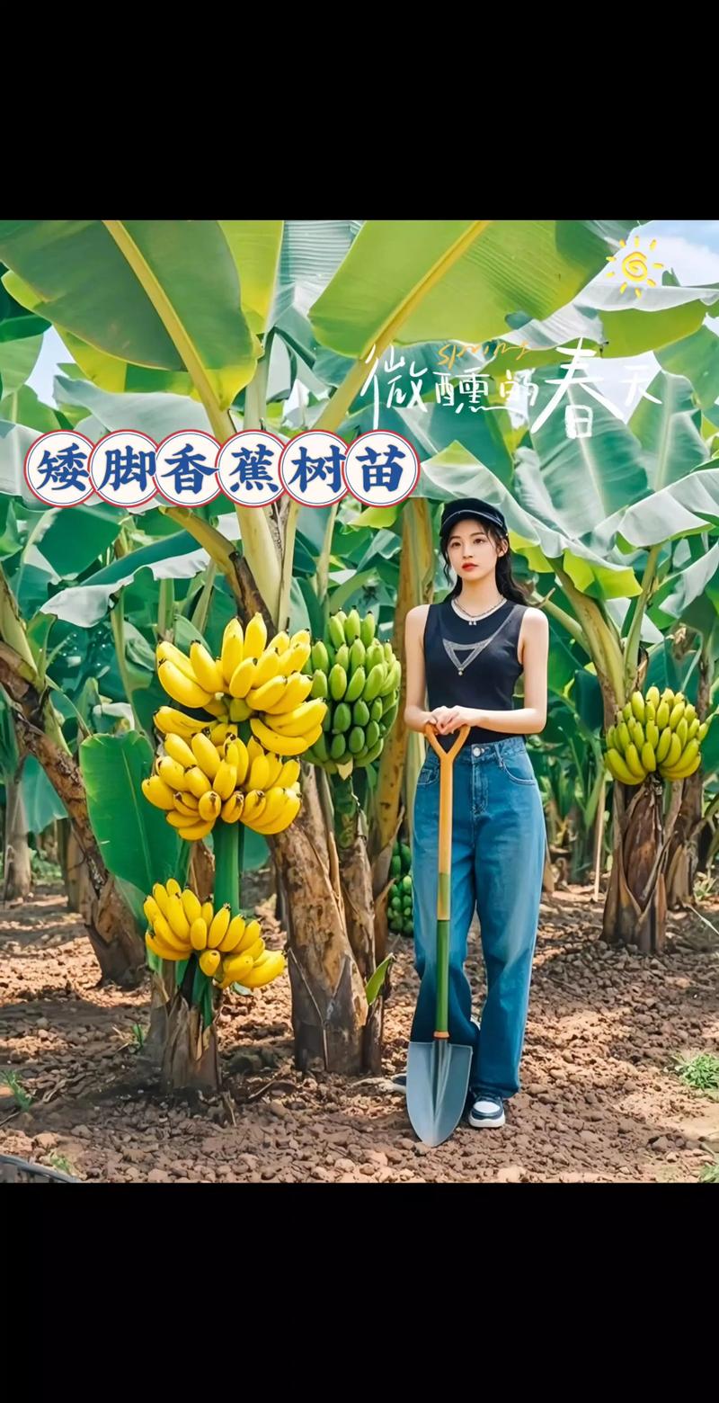 香蕉苗在哪里买?采购渠道专家教你科学避坑与质量核查指南 第二步:品种真实性核查——看叶片、辨假茎