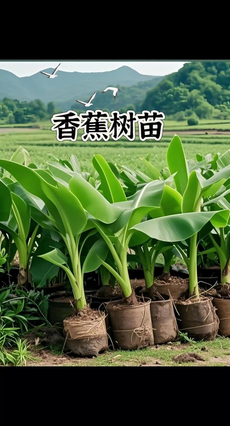 香蕉苗在哪里买?采购渠道专家教你科学避坑与质量核查指南 第四步:运输与检疫合规——不可忽视的“隐形门槛”
