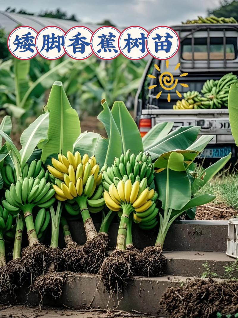 香蕉苗在哪里买?采购渠道专家教你科学避坑与质量核查指南 综合评估与结论