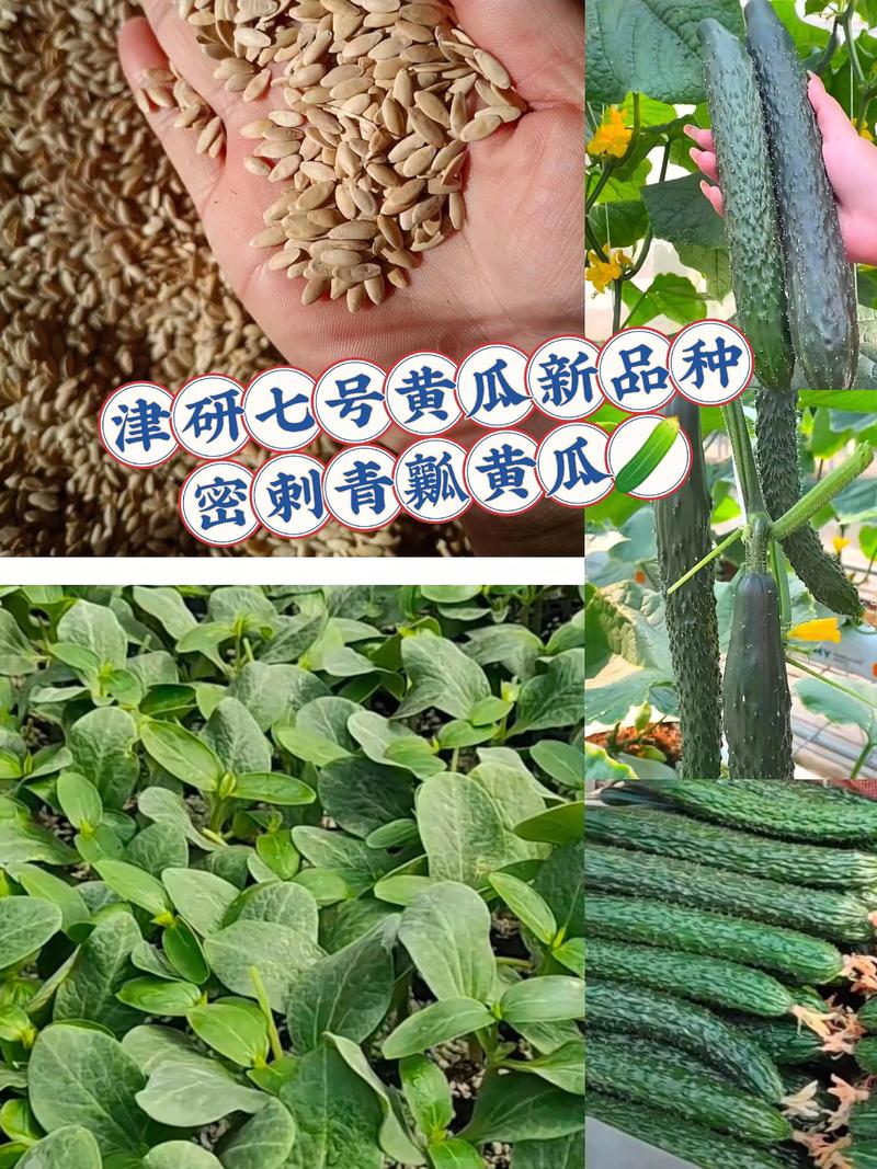 水果黄瓜种子哪里买?一份科学严谨的采购渠道核查指南 第二步:品种真实性核查——用形态学特征“鉴真”