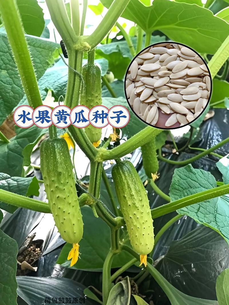 水果黄瓜种子哪里买?一份科学严谨的采购渠道核查指南 第三步:种子健康与发芽率——根系与活力的量化评估