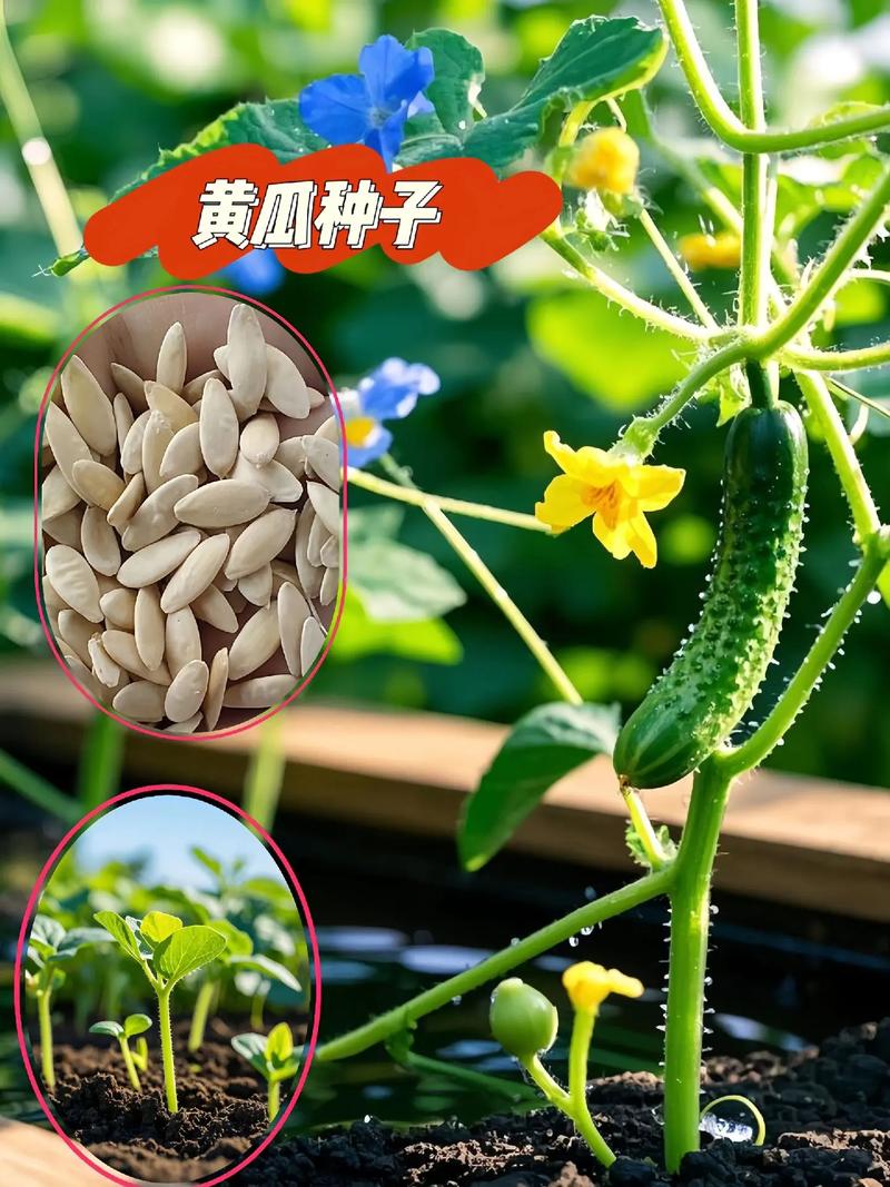 水果黄瓜种子哪里买?一份科学严谨的采购渠道核查指南 第五步:售后政策——书面约定比口头承诺更重要