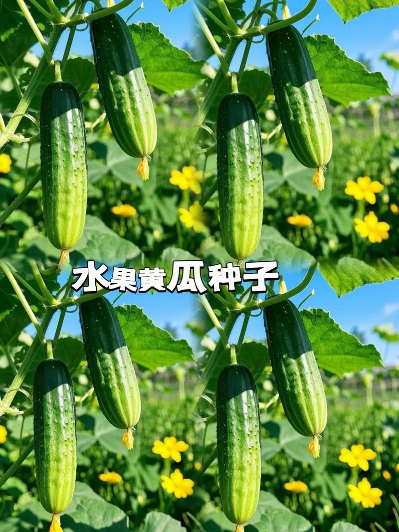 水果黄瓜种子哪里买?一份科学严谨的采购渠道核查指南 结语