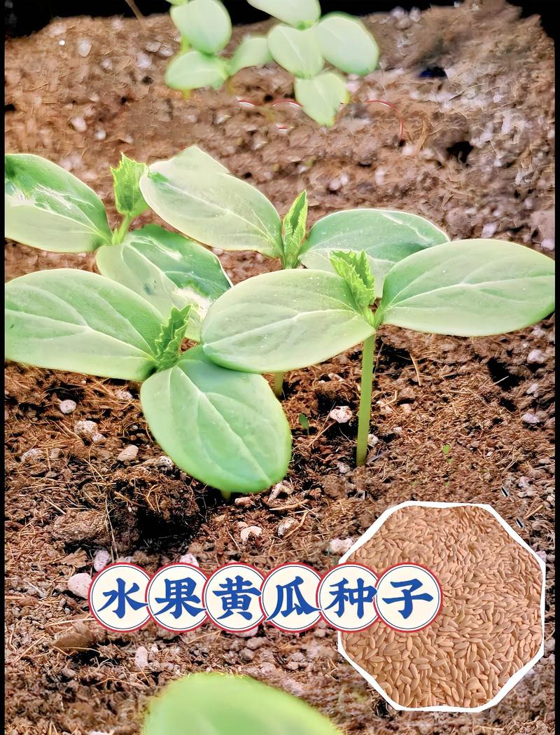 水果黄瓜种子哪里买?一份科学严谨的采购渠道核查指南 综合评估:三档结论