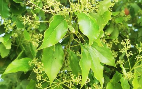 香樟树为什么四季常青？揭秘常绿特性与适种养护指南
