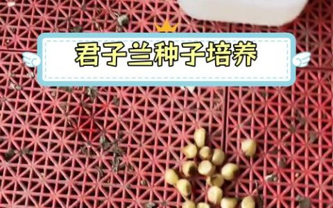 君子兰种子种植全攻略：从播种到成苗的7个关键步骤