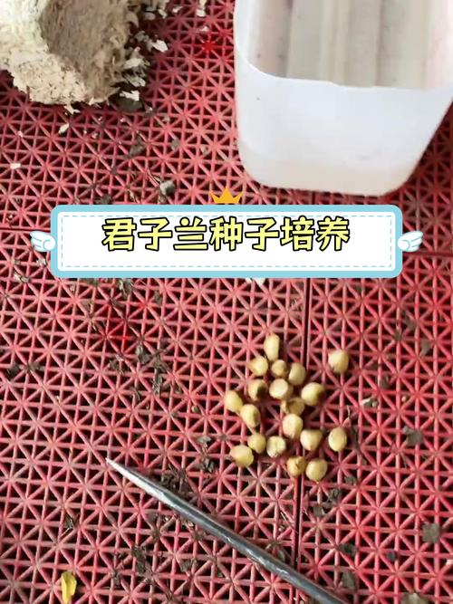 君子兰种子种植全攻略:从播种到成苗的7个关键步骤 君子兰种子种植全攻略:从播种到成苗的7个关键步骤