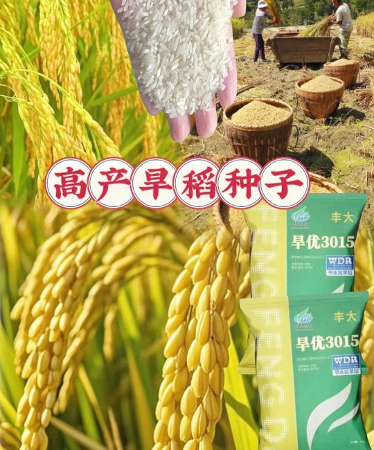 北方旱稻种子哪个品种好？2026年三大主推品种六维对比与选择建议