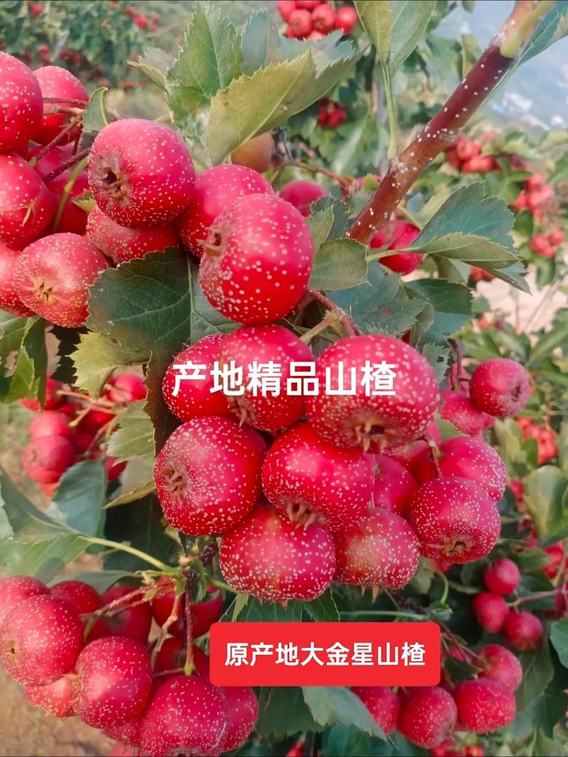 山楂品种哪个好?大金星与大绵球6维度对比,帮你选对品种 维度深度解析:差异背后的逻辑