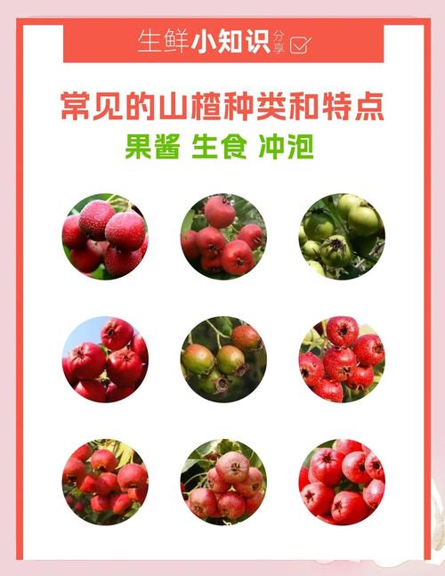 山楂品种哪个好?大金星与大绵球6维度对比,帮你选对品种 场景化选择建议