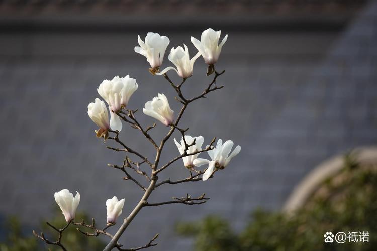 兰花是玉兰花吗?玉兰乔木的树形特征与移栽养护全指南 全冠移栽技术详解