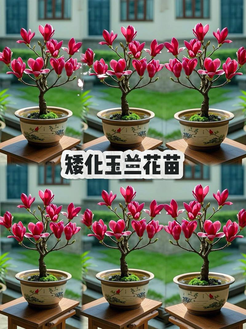 兰花是玉兰花吗?玉兰乔木的树形特征与移栽养护全指南 行道树与庭院规格选型
