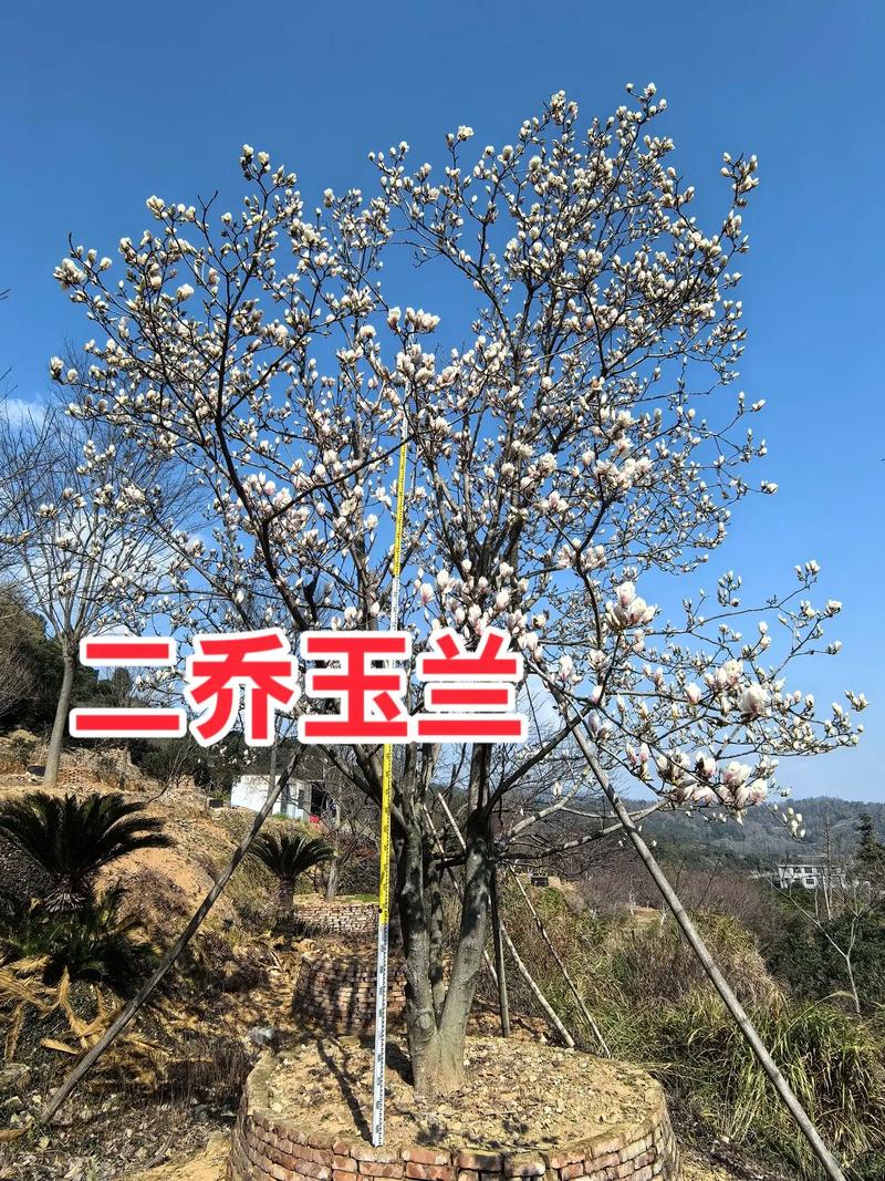 兰花是玉兰花吗?玉兰乔木的树形特征与移栽养护全指南 支撑固定系统方案