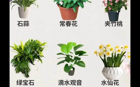 家里摆装饰花好不好？科学挑选与养护指南