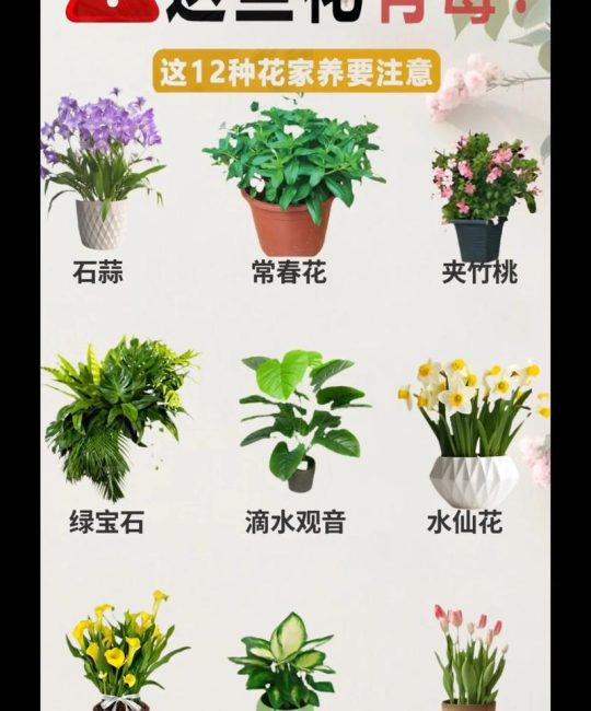 家里摆装饰花好不好？科学挑选与养护指南