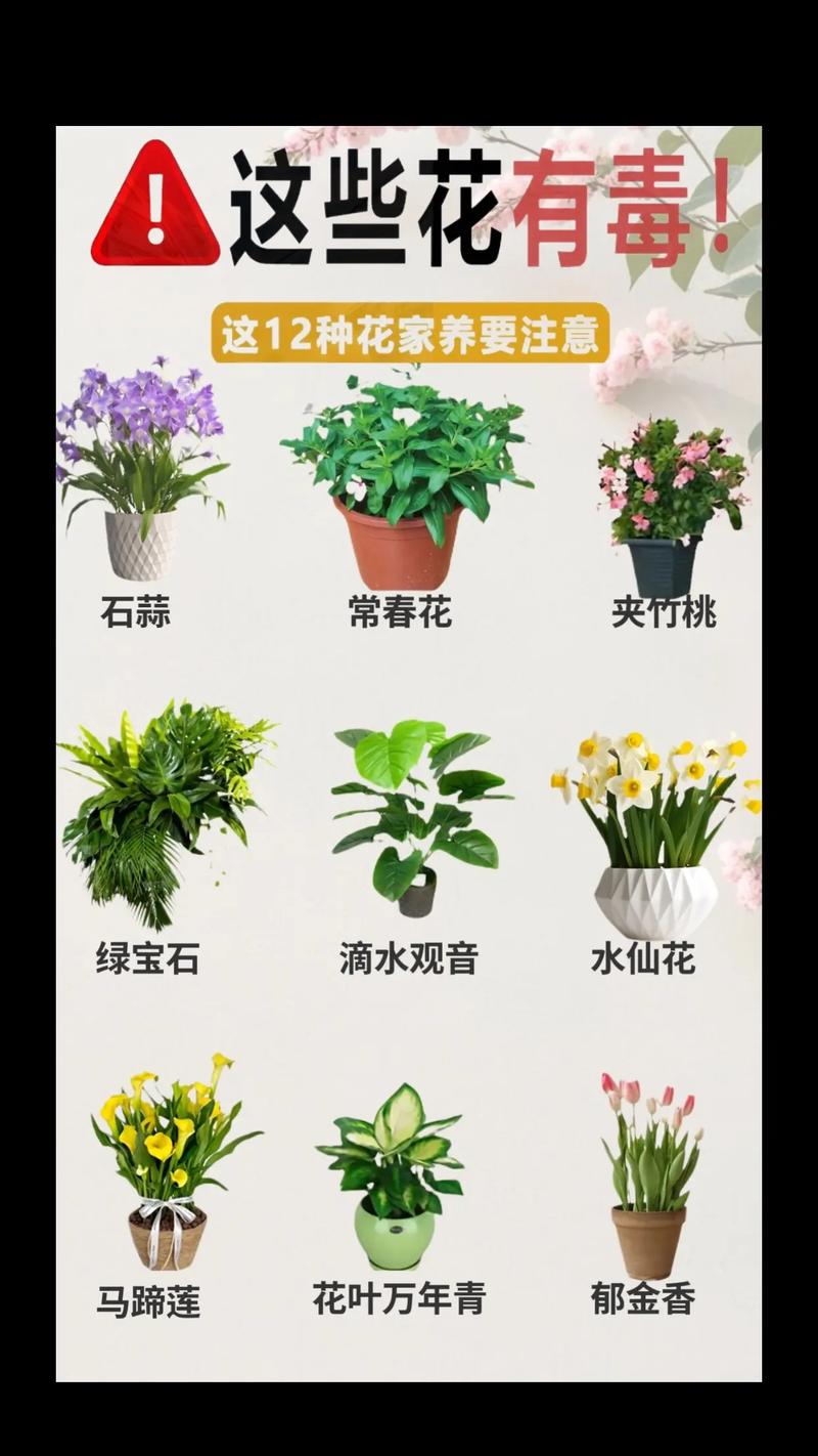 家里摆装饰花好不好?科学挑选与养护指南 一、 室内摆花的科学利弊分析