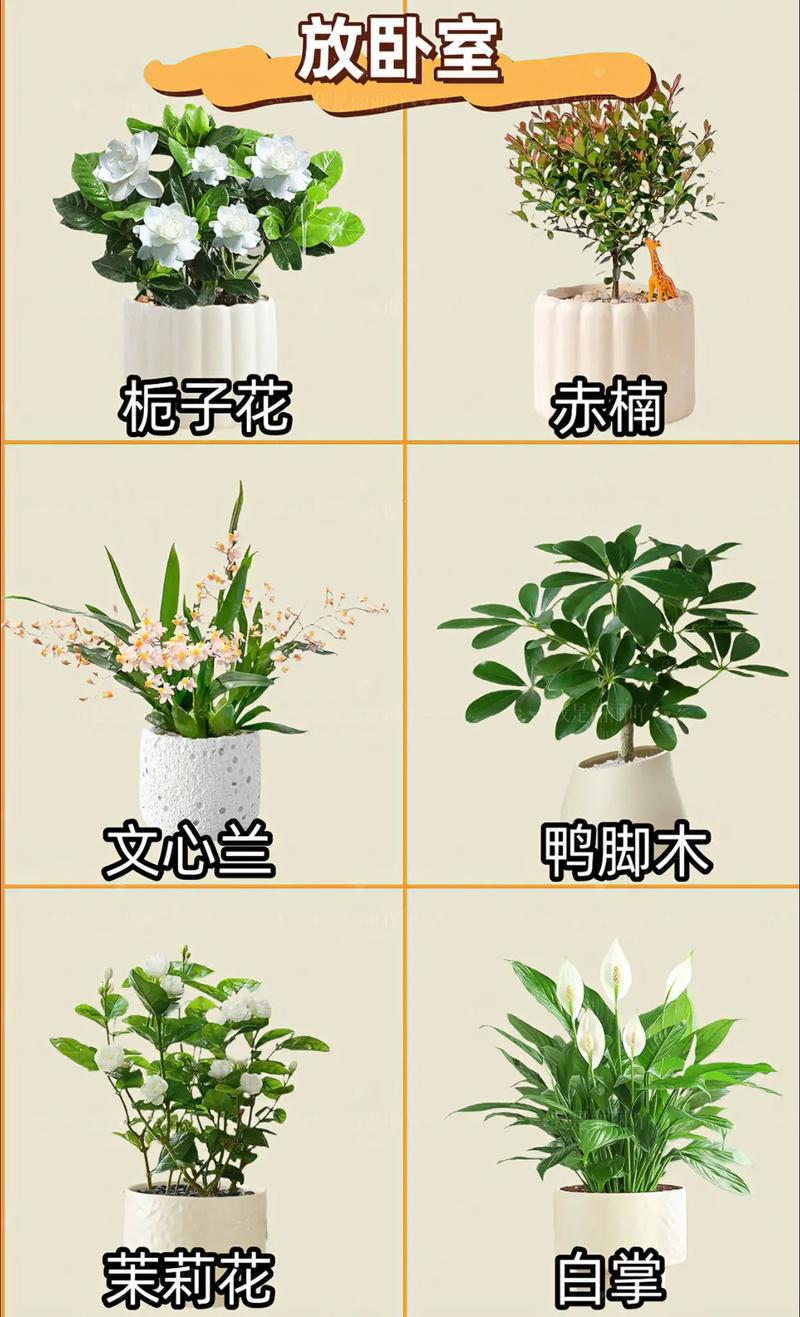 家里摆装饰花好不好?科学挑选与养护指南 二、 室内空间评估与植物匹配原则