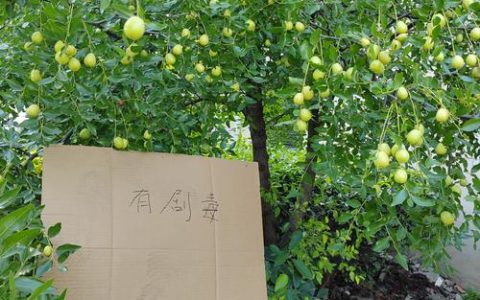 枣树栽在门口左还是右？庭院种植的最佳方位与科学布局指南