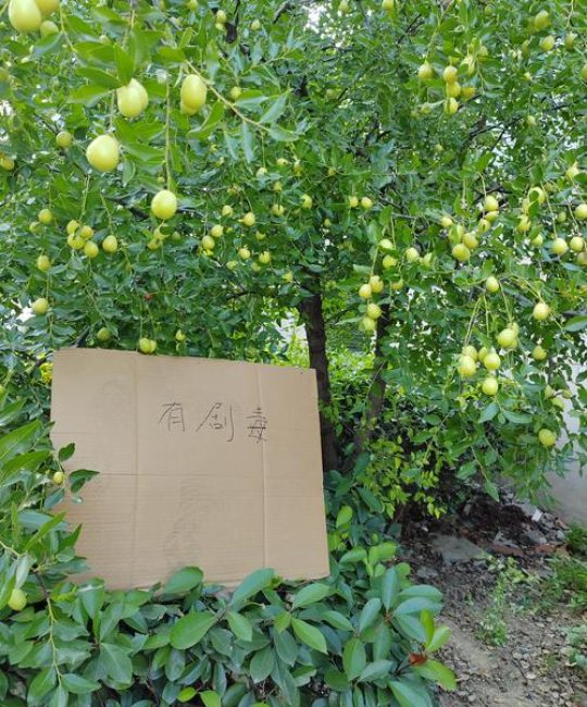 枣树栽在门口左还是右？庭院种植的最佳方位与科学布局指南