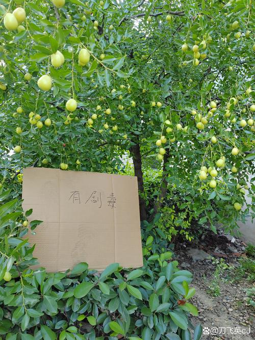 枣树栽在门口左还是右？庭院种植的最佳方位与科学布局指南