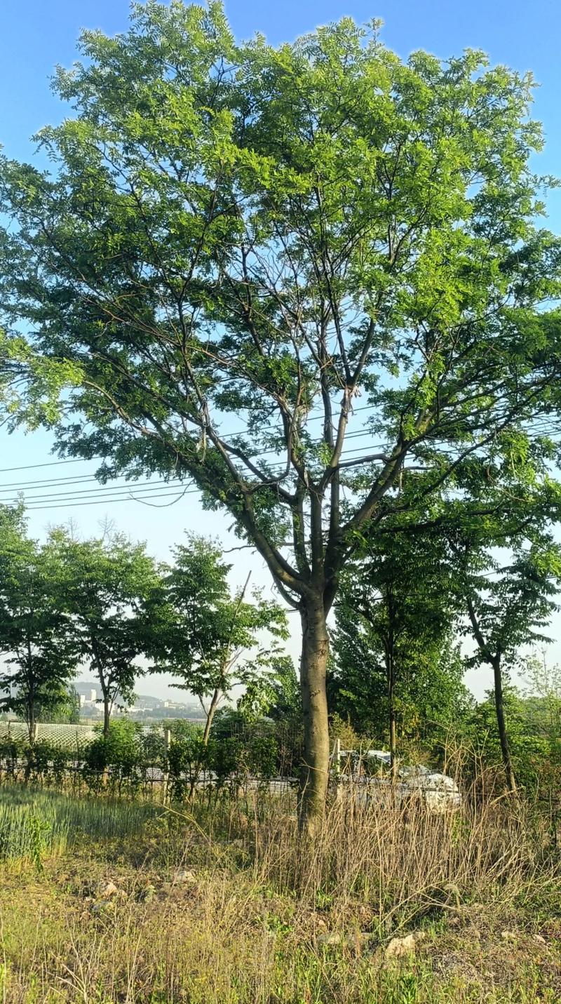 规格影响：树龄与胸径是核心定价依据