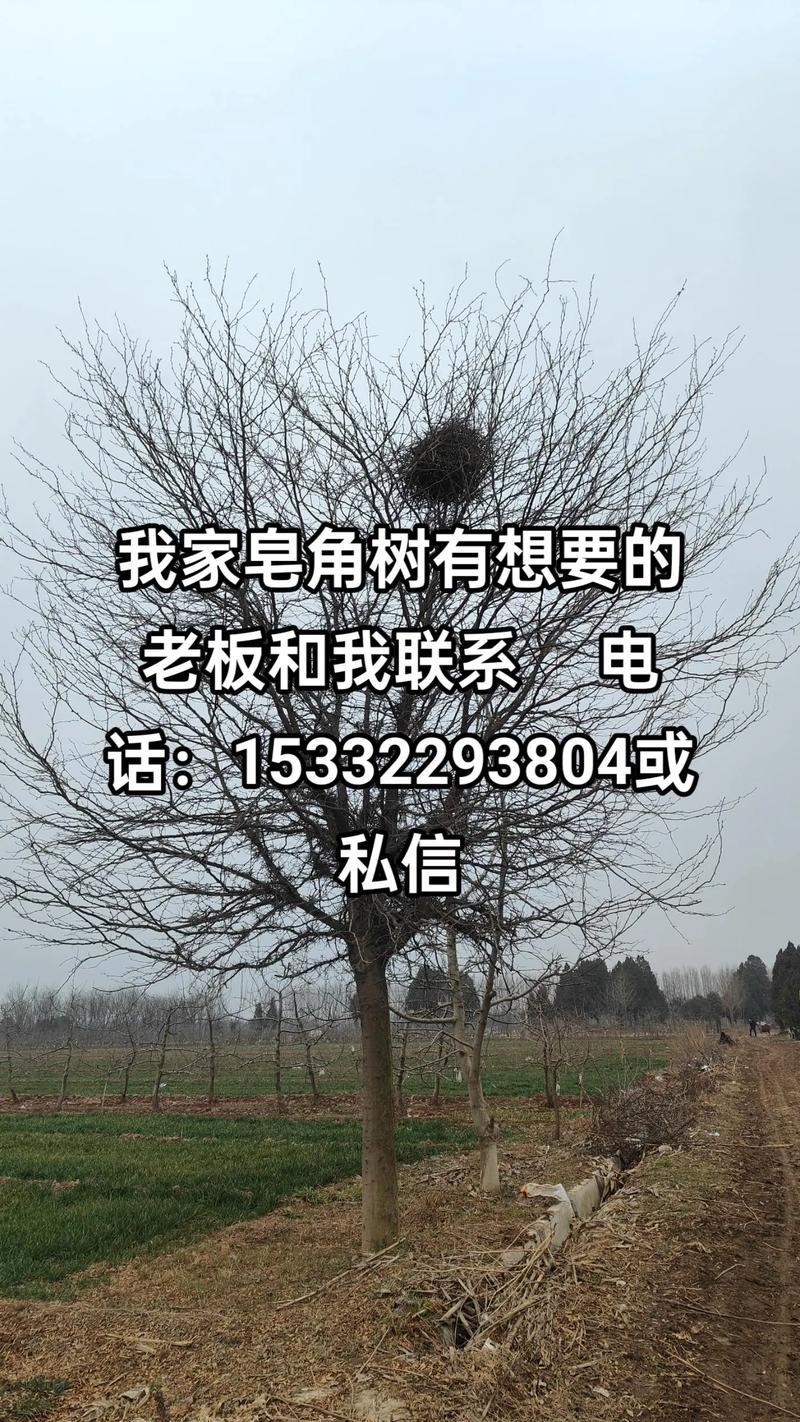 数量影响：单棵零售价高，批量采购可谈折扣