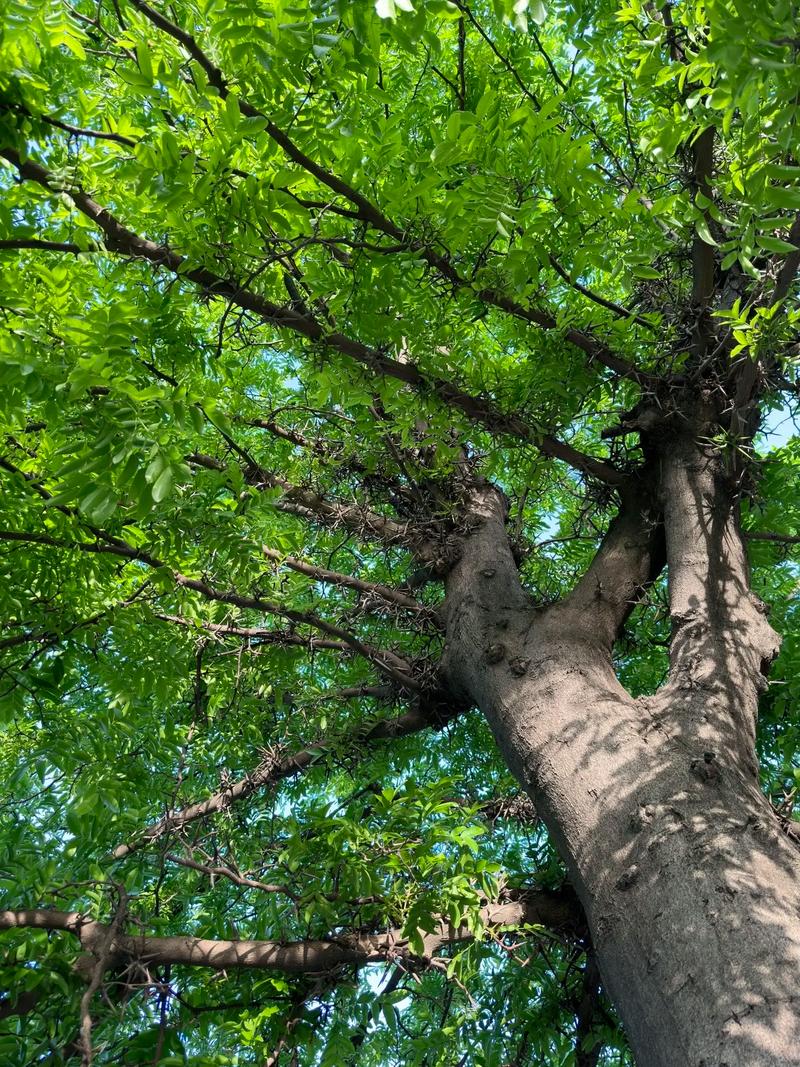 运输影响：距离与土球大小决定物流成本