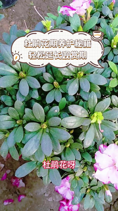 杜鹃花花期多少天?家庭养护延长花期全攻略 影响杜鹃花花期长短的关键因素