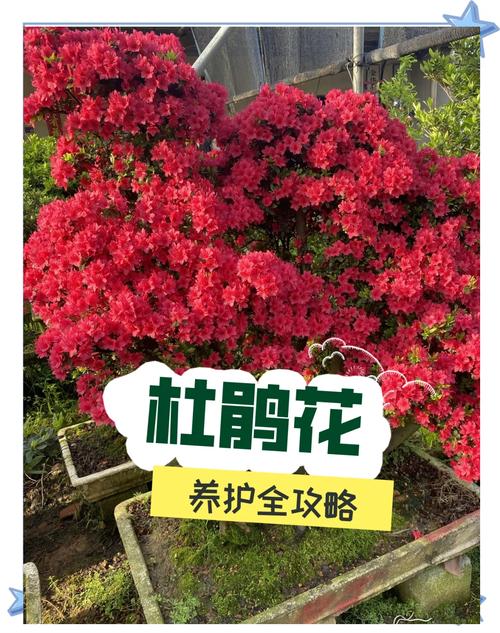 杜鹃花花期多少天?家庭养护延长花期全攻略 如何延长杜鹃花的观赏期?5个具体操作步骤